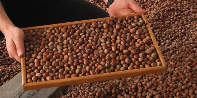 Trabzon'dan 11 ayda 523 milyon dolarlk fndk ihracat