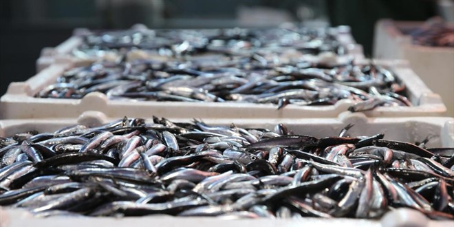 Balklarn yzn hamsi gldrd - Son Dakika Haber