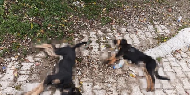 Isparta'da art arda yaanan kpek lmlerine Valilikten inceleme