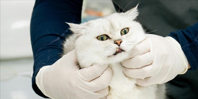 Veteriner Kontrol Enstitleri 21 yeni laboratuvarla glendirilecek - Son Dakika Haber