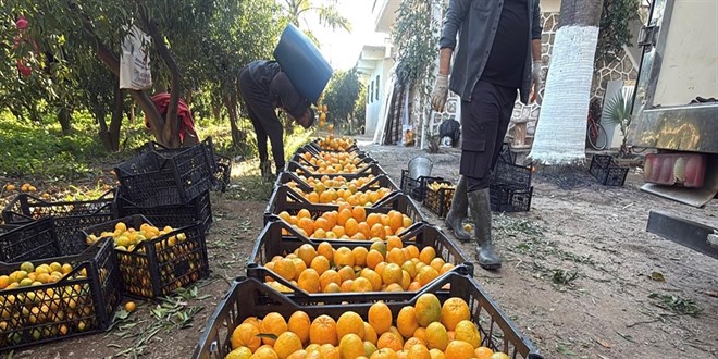 Bahede 15-20 lira, manavlarda 100 liradan satlyor
