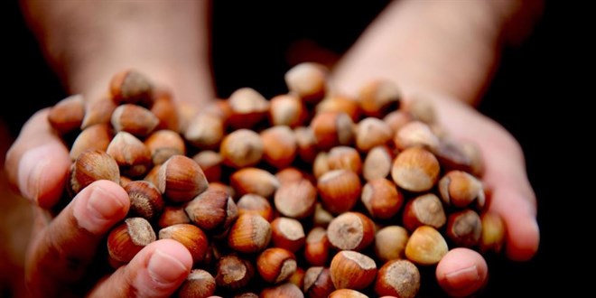 F�nd�k fiyat� 250 TL'ye geriledi, �retici umudunu yeni y�la b�rakt�