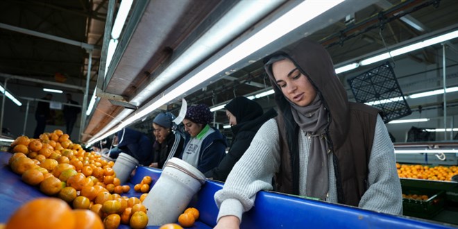 Mandalinada tarihi ihracat rekoru - Son Dakika Haber