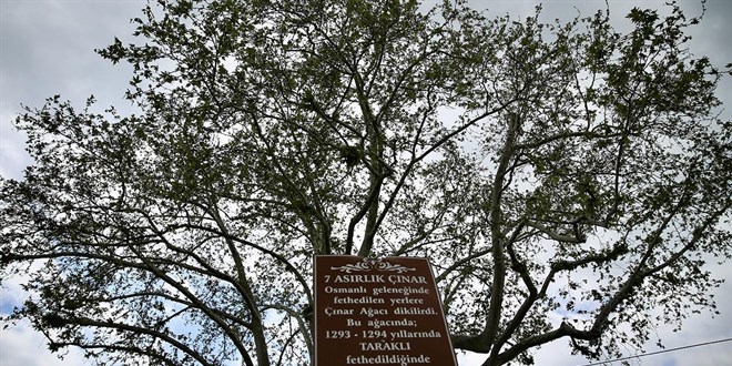 T�rkiye'de 10 bin 503 an�t a�a� koruma alt�nda