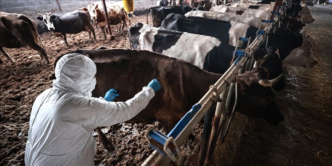 Sakarya'da 37 mahallede �ap karantinas� ba�lat�ld� - Son Dakika Haber