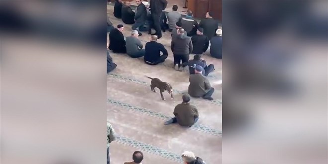 Camide ba��bo� gezen pitbullun sahibine adli ve idari i�lem uyguland�