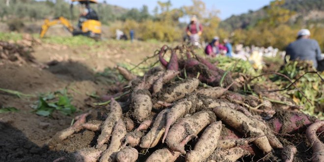 Tarlada 30, manavda 70 TL: Kurakl�k vurdu, verim yar� yar�ya d��t� - Son Dakika Haber