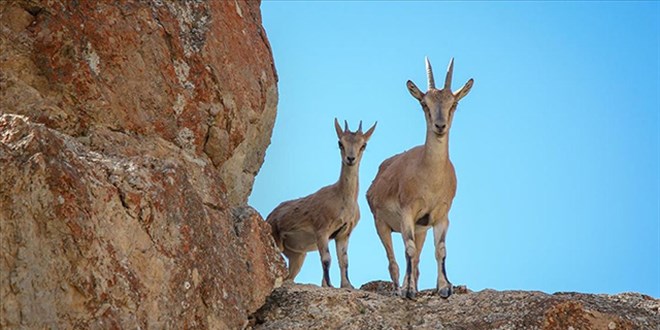 Yaban ke�isi avlayan ki�iye 966 bin lira ceza kesildi
