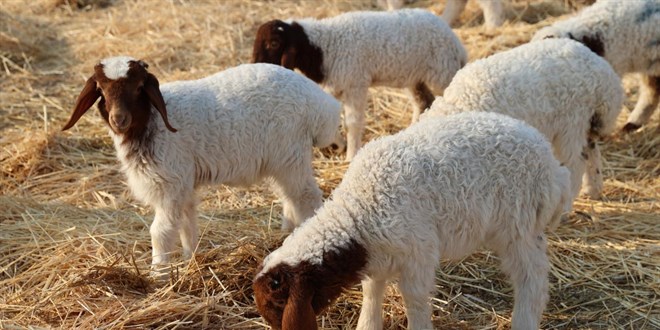 T�rkiye'nin dev i�letmesinde 60 bin kuzu d�nyaya geldi