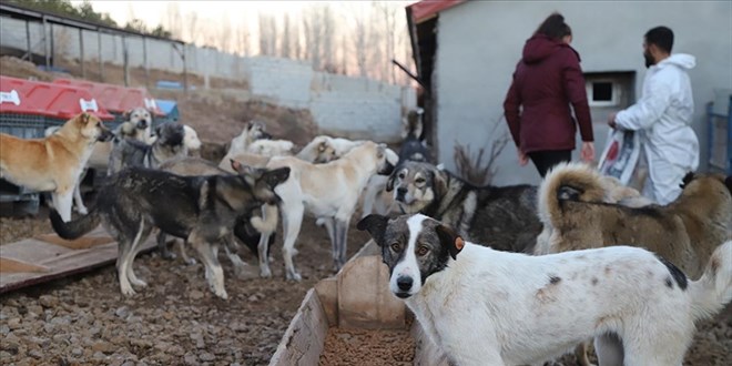 ABB'ye ait bar�nakta k�peklerin itlaf edildi�i iddias� - Son Dakika Haber