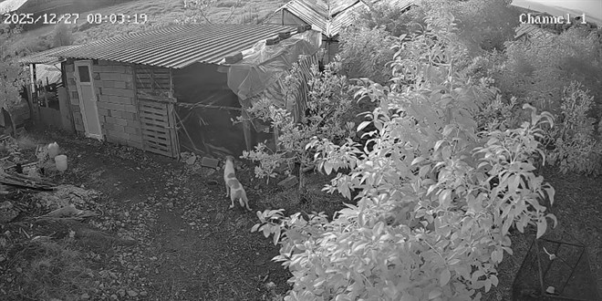 Sokak k�pekleri 30 nadir tavuk cinsini telef etti! - Son Dakika Haber