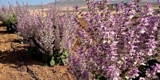 K�r�ehir'de aromatik bitkiler alternatif �r�n oldu