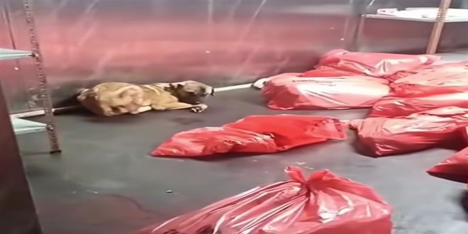 ABB'den '��p po�etinde �l� k�pek' soru�turmas� a��klamas� - Son Dakika Haber