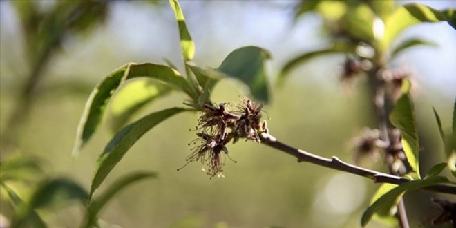 �reticilere zirai don deste�i �demesi bug�n yap�ld� - Son Dakika Haber