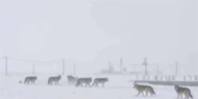 Diyarbak�r'da kurtlar yerle�im yerlerine kadar indi