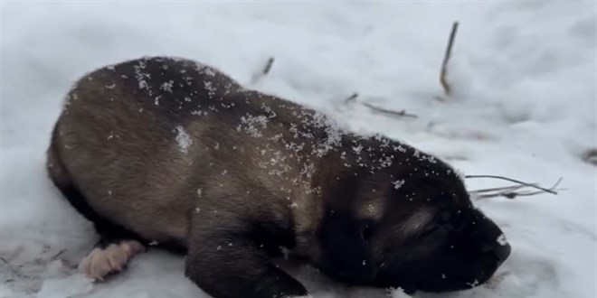 Ba�savc� g�rd�, soru�turma ba�latt�: Yavru k�pe�e eziyete tutuklama