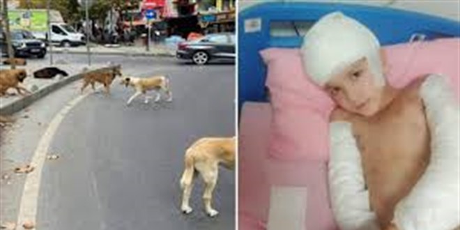 Ankara'da ba��bo� k�pek sald�r�s�na 5 milyon TL tazminat karar�