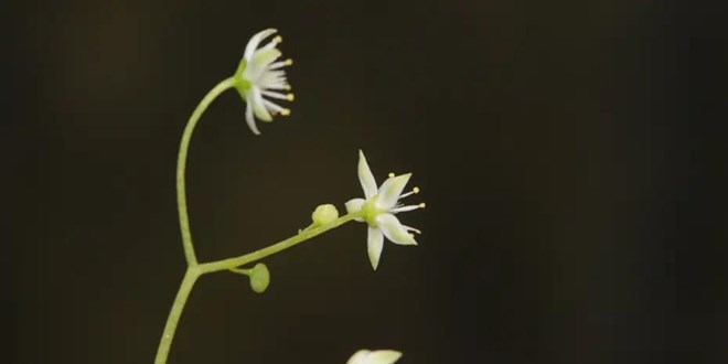 �zmir'de endemik bitki t�r� ke�fedildi - Son Dakika Haber