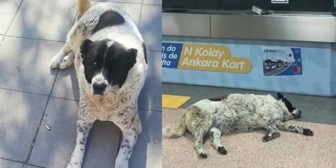 Metroda 'Matmazel'i d�verek katledenler i�ten at�ld� - Son Dakika Haber