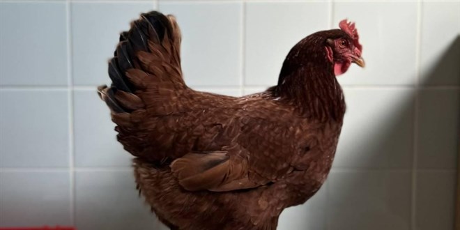 Yumurtac� tavuklar�n kafes standartlar�nda de�i�ikli�e gidildi