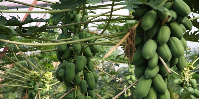 Tescillenen 8 tropikal meyve �e�idi tar�m ekonomisine kazand�r�ld�