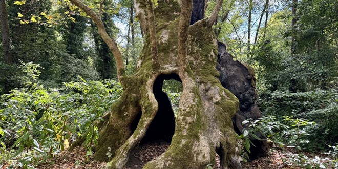 �stanbul'un an�t a�a�lar� y�zy�llar�n haf�zas�n� ayakta tutuyor