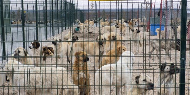 Bar�nakta a� ve susuz b�rak�lan k�peklerin birbirini par�alad��� iddias�