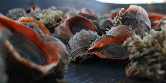 T�rkiye'nin deniz salyangozu ihracat� 20,9 milyon dolar� a�t�