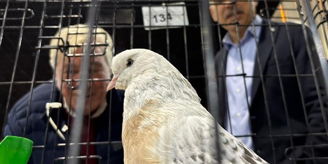 6 milyonluk g�vercinler! Ankara'da - Son Dakika Haber