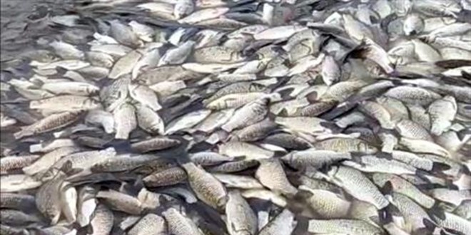 Tekirda� Hayrabolu'da toplu bal�k �l�m�! - Son Dakika Haber