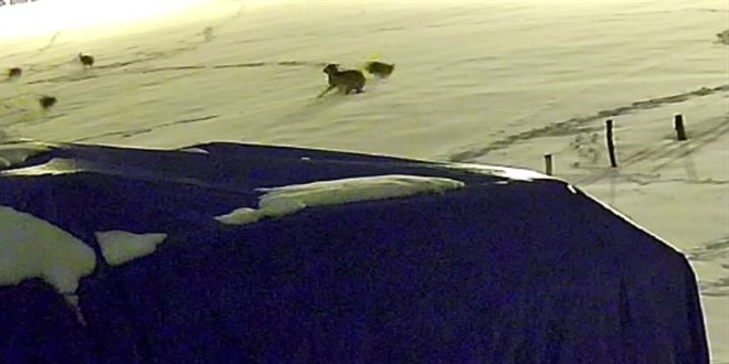 Kurtlarla d�v��en k�pekten geriye postu kald�