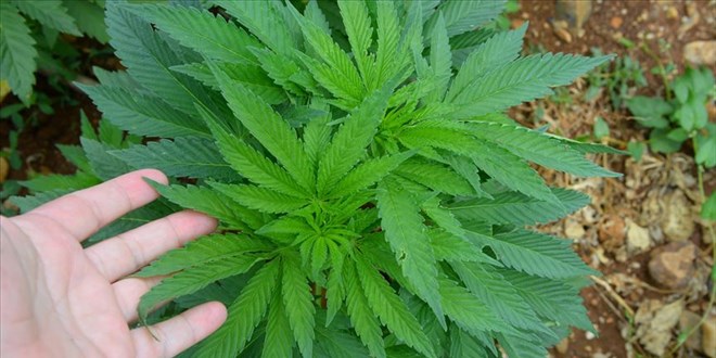 Kenevirden elde edilen �r�nlere dair y�netmelik yay�mland�