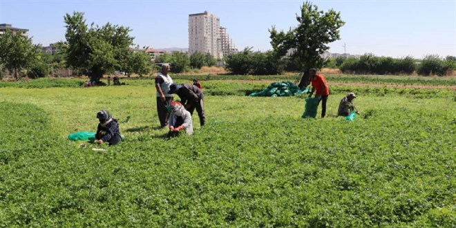 IPARD-III program�nda 214 projeye 1,7 milyar lira hibe - Son Dakika Haber