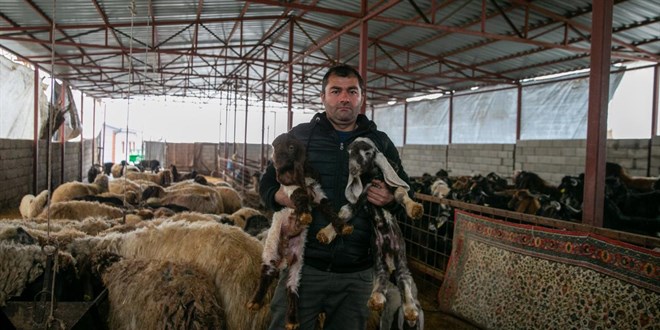 Depremde hayvanlar�n� kaybeden besici, devlet deste�iyle �retime devam ediyor