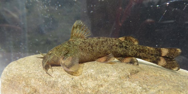 T�rkiye'de tatl� su bal�klar� tehlike alt�nda