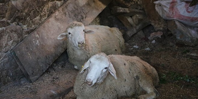 Elaz��'da �i�ek hastal��� pani�i! 6 k�y karantinaya al�nd� - Son Dakika Haber