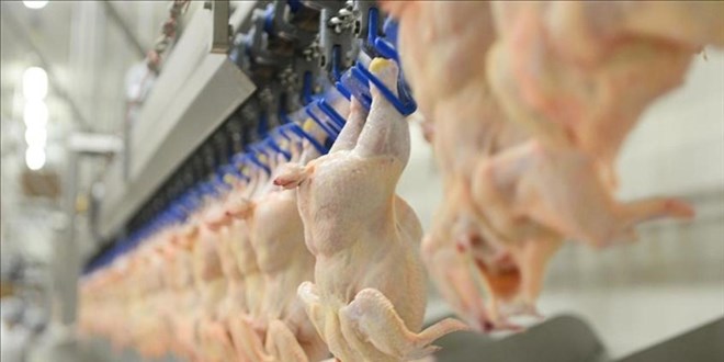 Bakanl�k arz-talep dengesi i�in kanatl� eti ihracat�na 'dur' dedi