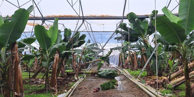 TARS�M, Antalyal� �reticilere 586 milyon lira hasar �demesi yapacak