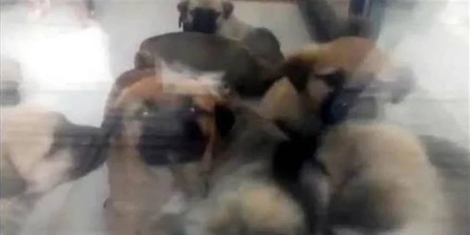 Sahiplendi�i k�pekleri �ld�ren doktorun cezas� d��t�