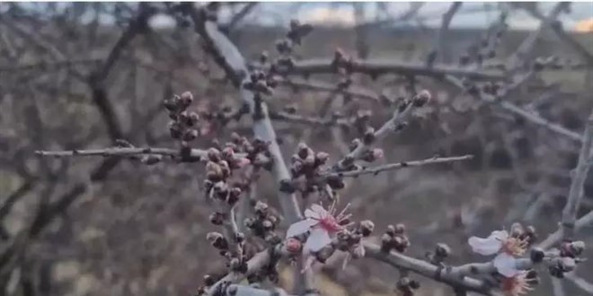 Badem a�a�lar� 'yalanc� bahar'a aldanarak, �i�ek a�t� - Son Dakika Haber