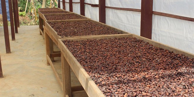 T�rkiye'den kakao ihracat�nda rekor - Son Dakika Haber