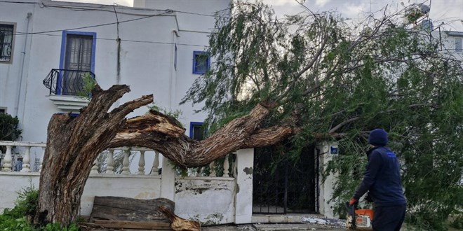 Mu�la'da f�rt�na a�a�lar� devirdi - Son Dakika Haber