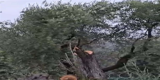 Zeytin a�a�lar�n� kesen ve g�revinden istifa eden K�lbey'e para cezas� - Son Dakika Haber