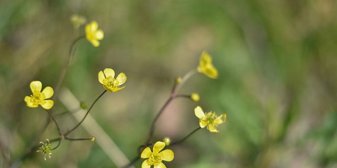 Cemre d���yor, bahar yakla��yor - Son Dakika Haber