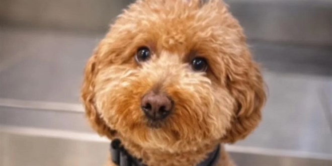 U�a�a binebilmek i�in, k�pe�ini havaalan�nda terk etti - Son Dakika Haber