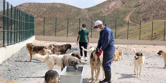 �anl�urfa'da 27 bin 960 sahipsiz hayvan topland�