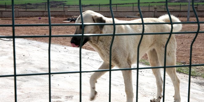 �stanbul Valili�i: 'Kuduz vakalar�nda patlama' haberleri ger�e�i yans�tm�yor - Son Dakika Haber