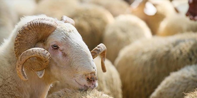 Hayvanc�l�kta yeni d�nem: 150 bin k���kba� ve faizsiz kredi deste�i - Son Dakika Haber