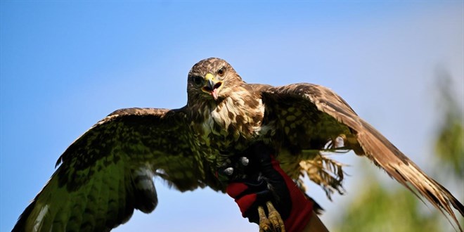 �ahin'e zorla alkol i�iren ki�iye, hayvanlara i�kenceden hapis cezas�