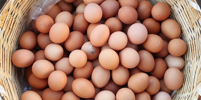 K���k Yumurta �reticilerine M�jde: Limitler Art�r�ld� - Son Dakika Haber